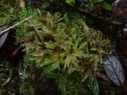 Plagiochila rutlandii