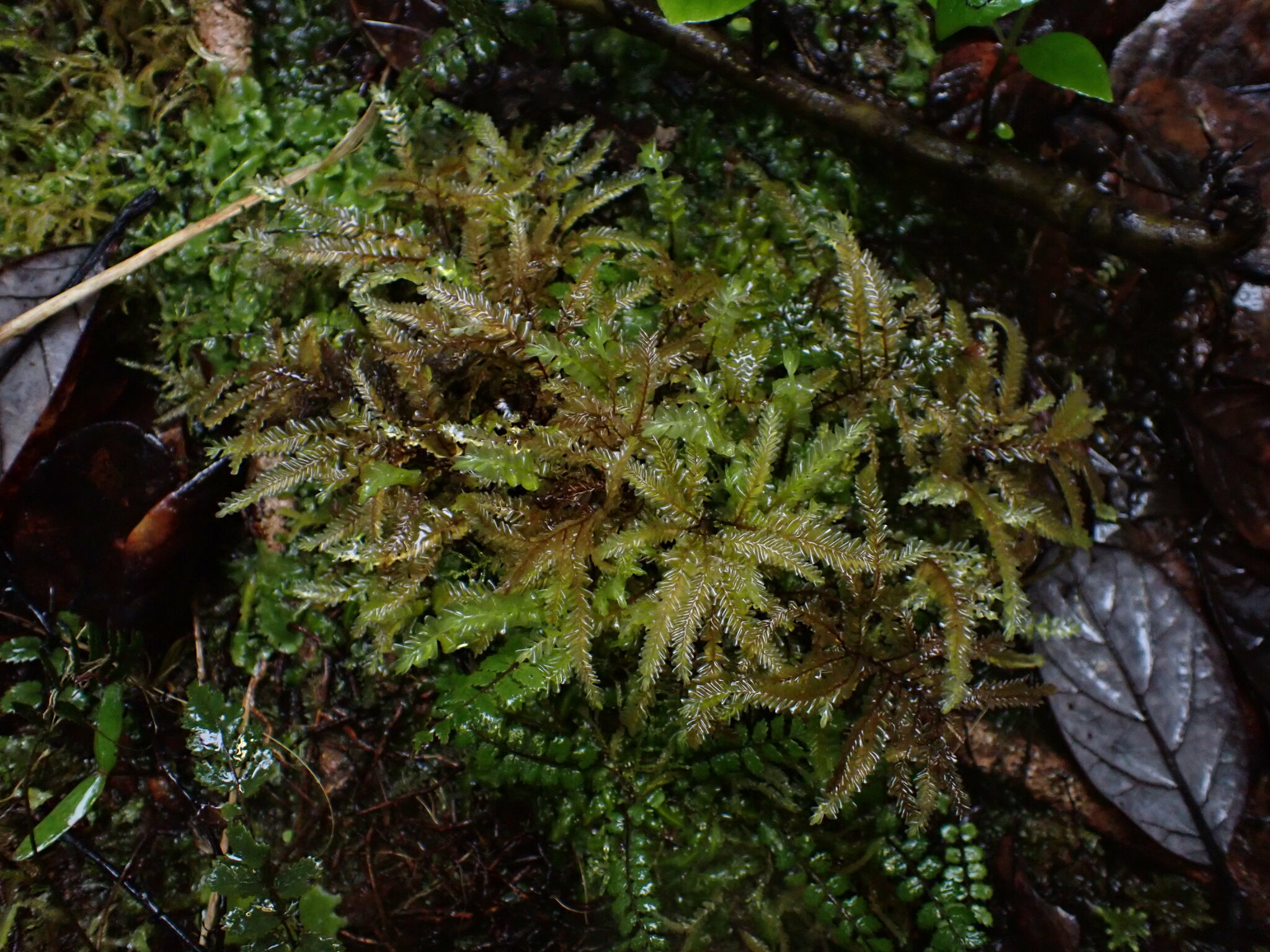 Plagiochila rutlandii