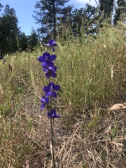 Delphinium hesperium