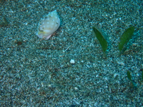 Nassarius granifer observed 2024-07-04