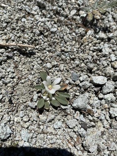Sacajawea's Bitterroot (Lewisia sacajaweana)