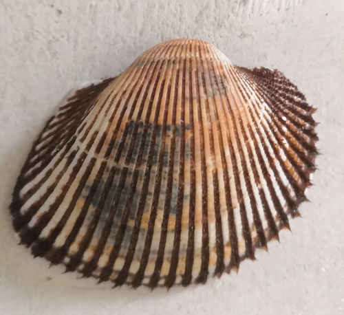 Broughton's Blood Cockle