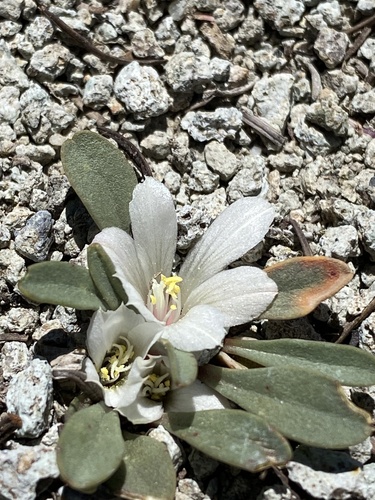 Sacajawea bitter root (Lewisia sacajaweana)