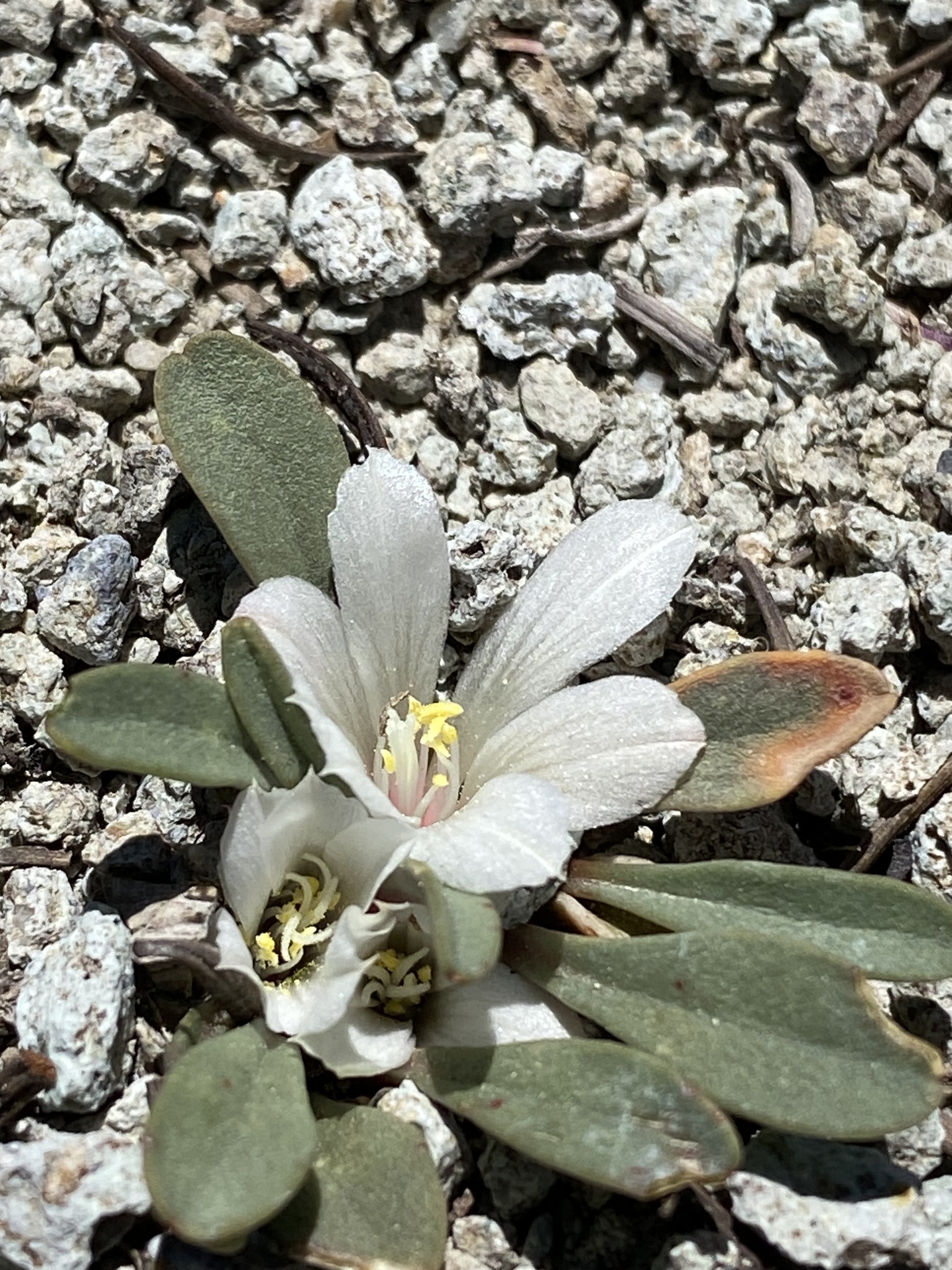 Lewisia sacajaweana