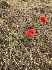 Papaver