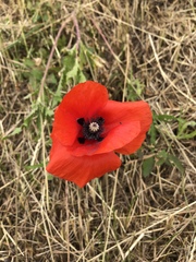 Papaver