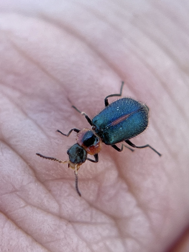 Collops necopinus from Sorrento Valley, San Diego, CA, US on July 11 ...