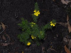 Hibbertia fasciculata