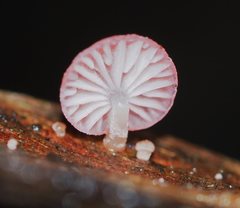 Mycena roseoflava