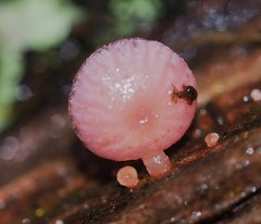 Mycena roseoflava