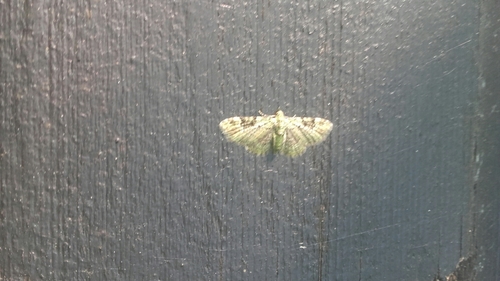 Green Pug, Batsdijk 10, 7261 SP Ruurlo, Nederländerna, photo 6 of 10