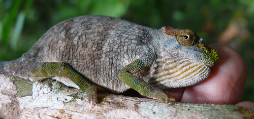 Magombera Single-horned Chameleon