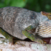 Magombera Chameleon - Photo (c) Andrew R Marshall, some rights reserved (CC BY)