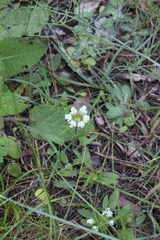Prunella laciniata