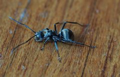 Polyrhachis foreli