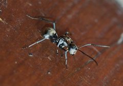 Polyrhachis foreli