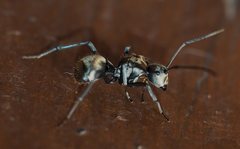 Polyrhachis foreli