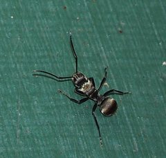 Polyrhachis foreli