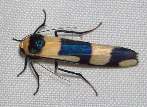 Oeonistis delia (Fabricius, 1787)