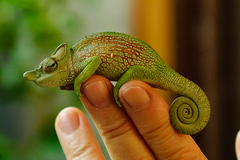 Strange-Horned Chameleon photo 3
