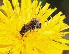 Lasioglossum calophyllae
