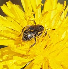 Lasioglossum calophyllae