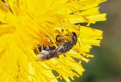 Lasioglossum calophyllae