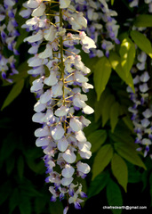Wisteria sinensis
