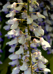 Wisteria sinensis