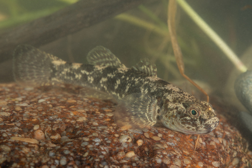 Gobiomorphus breviceps (Stokell, 1939)