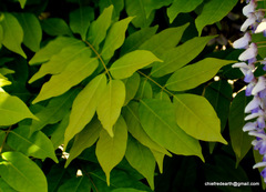 Wisteria sinensis