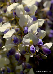Wisteria sinensis