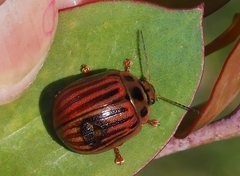 Paropsisterna lignea