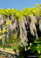 Wisteria sinensis