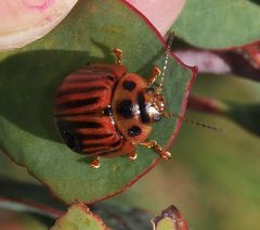 Paropsisterna lignea