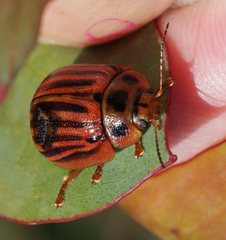 Paropsisterna lignea