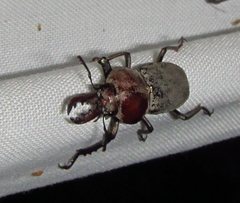 Cacostomus squamosus