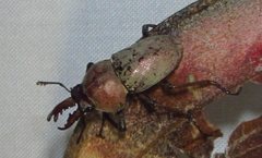 Cacostomus squamosus