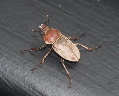 Cacostomus squamosus