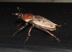 Cacostomus squamosus