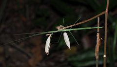 Sipyloidea rentzi