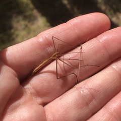 Apterobittacus apterus