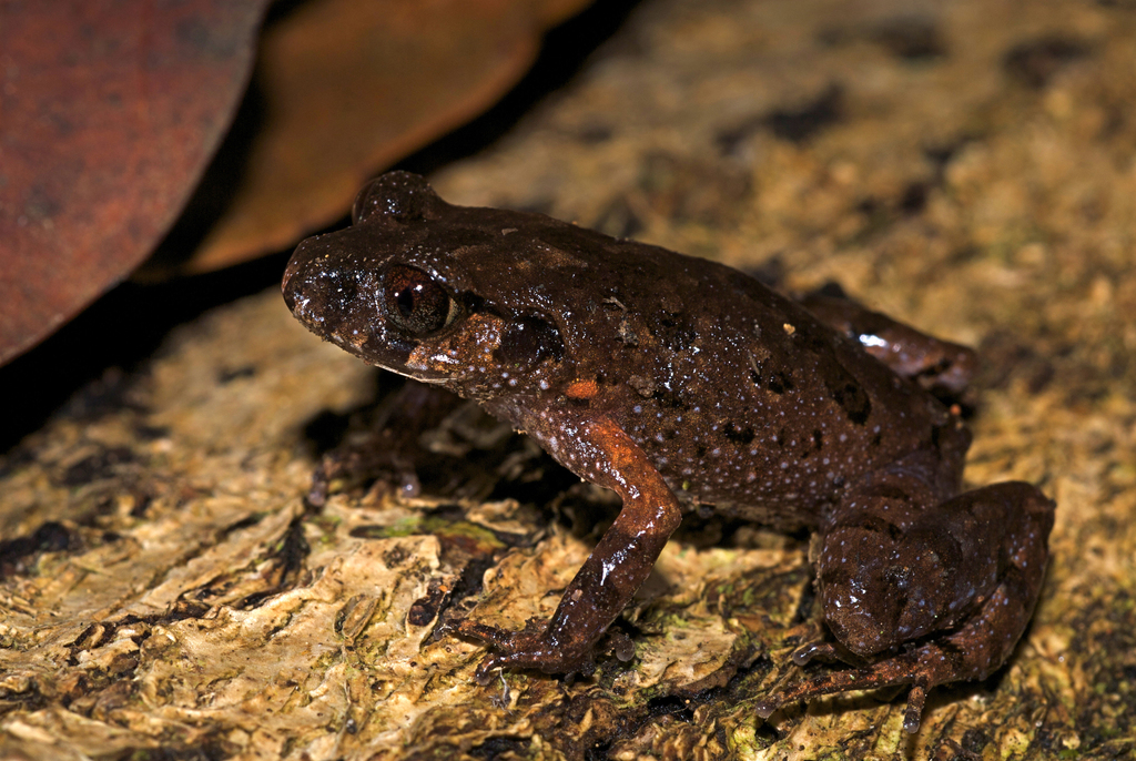 Bidoup Litter Toad