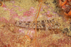 New Zealand Pygmy Sleeper photo 3