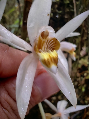 Coelogyne palawanensis