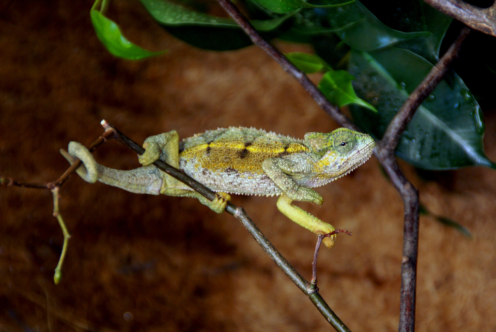 Rwenzori Bearded Chameleon