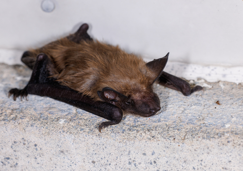 Big Brown Bat