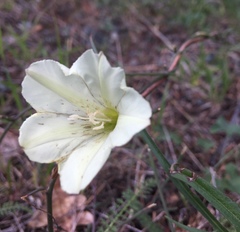 Calystegia occidentalis occidentalis
