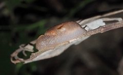 Parmacochlea