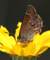 Callophrys muiri